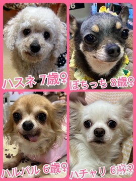 🐾今日の里親様募集中ワンコ🐶メンバーです🐾2023,5,10【保護犬カフェ天神橋店】